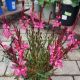 GAURA STEFFIE DARK ROSE #1