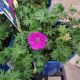 GERANIUM SPIKED PUNCH #1