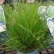 GRASS CAREX APPALACHICA #1