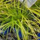 GRASS CAREX EVERILLO #1