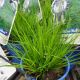 GRASS CAREX PENSYLVANICA #1