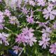 PHLOX S. EMERALD BLUE QT