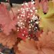HEUCHERA DOLCE PEACHBERRY ICE #1.5