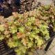HEUCHERA MARMALADE #1