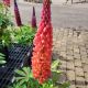 LUPINUIS WESTCOUNTRY TOWERING INFERNO #2