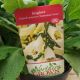 DIGITALIS DALMATION CREME #1