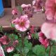 GEUM TEMPO ROSE #1