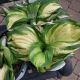 HOSTA S MISS AMERICA #1