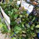 AJUGA CHOCOLATE CHIP PT