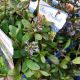 AJUGA GAIETY PT