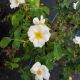 ROSA WHITE KNOCKOUT #2