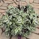 TRADESCANTIA 10