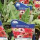 PAPAVER PIZZICATO 3.5