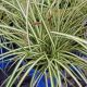 GRASS CAREX GOLD STRIKE #1