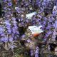 AJUGA MAHOGANY PT