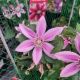CLEMATIS POSEIDON #1.5