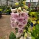 DIGITALIS CAMELOT LAVENDER 3.5
