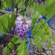 WISTERIA AMETHYST FALLS #3