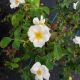 ROSA WHITE KNOCKOUT #3