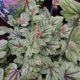HEUCHERELLA PINK FIZZ #2