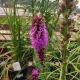 LIATRIS SPICATA KOBOLD #1