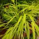 GRASS HAKONECHLOA LEMON ZEST#1