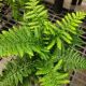 FERN DRYOPTERIS BARNESII 4.5