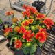 GAILLARDIA SPINTOP HALO ORANGE #1