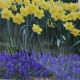 HELLO SPRING BLEND 30PP