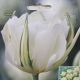 TULIP EXOTIC EMPORER 7PP