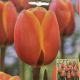 TULIP DAFENG 7PP