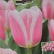 TULIP MANDY'S CHOICE 8PP