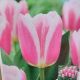 TULIP MANDY'S CHOICE 8PP