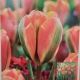 TULIP ORANGE MARMALADE 7PP