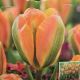 TULIP ORANGE MARMALADE 7PP
