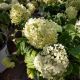 HYDRANGEA LIMETTA #2