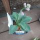HOSTA BLUE MOUSE EARS 3.5