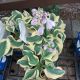 HOSTA MINI SKIRT 3.5