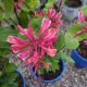 VINE LONICERA GOLDFLAME #3