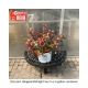 WEIGELA MIDNIGHT SUN #3