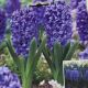 HYACINTH BLUE JACKET 5PP