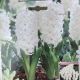 HYACINTH CARNEGIE 5PP