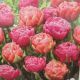 TULIP AMAZING DOUBLE BLEND 12P