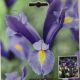 DUTCH IRIS SAPPHIRE BEAUTY 20PP