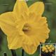 NARCISSUS EXCEPTION 7PP