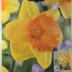 NARCISSUS AKITA 7PP