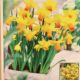 NARCISSUS JETFIRE 7PP