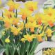 NARCISSUS JETFIRE 7PP
