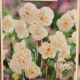 NARCISSUS BRIDAL CROWN 7PP