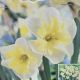 NARCISSUS SMILING TWIN 7PP
